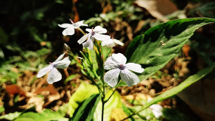 Omphalodes Flower Seeds White – Heirloom, Non-GMO, High Germination Seeds