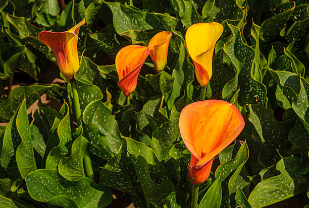 Orange Calla Lilly Flower Seeds – Heirloom, Non-GMO, High Germination Seeds