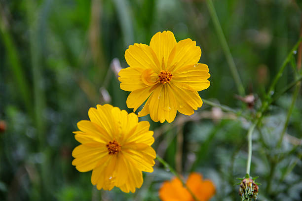 Yellow Cosmos Flower Seeds for Planting – Heirloom Non-GMO High Germination Seeds