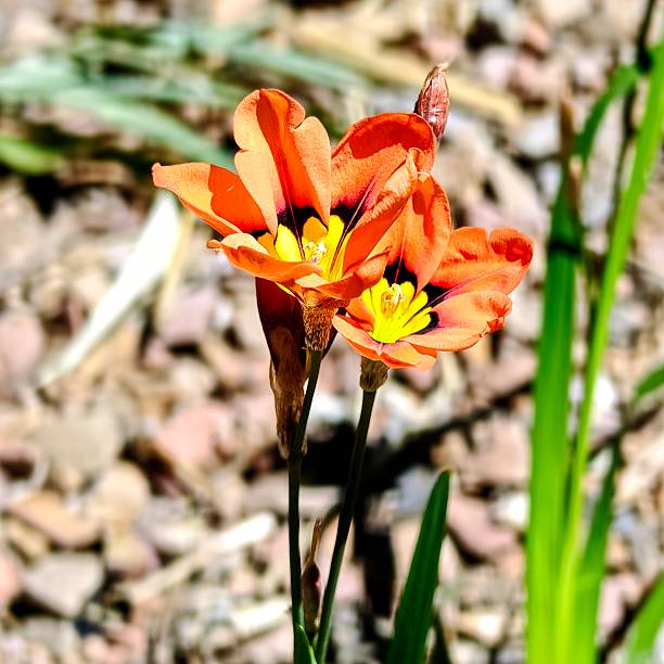 Orange Yellow Sparaxis Flower Seeds – Heirloom, Non-GMO, High Germination Seeds