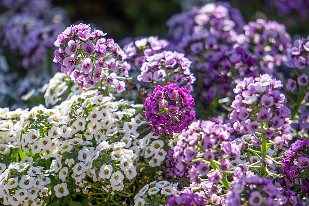 Mischung Lobularia Blumensamen – Alte Sorte, gentechnikfrei, hohe Keimrate, Bio-Gartensamen zum Pflanzen