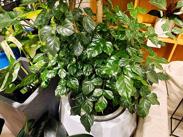 Radermachera Sinica Seeds for Planting – Heirloom, Non-GMO, High Germination Organic Garden Seeds Indoor &amp; Outdoor Use