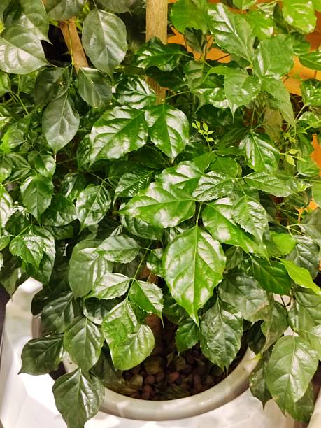 Radermachera Sinica Seeds for Planting – Heirloom, Non-GMO, High Germination Organic Garden Seeds Indoor &amp; Outdoor Use