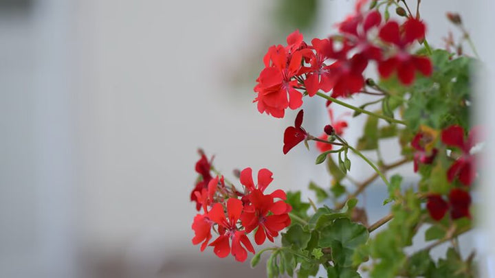 Rote Pelargonium Peltatum Blumensamen – alte Sorte, gentechnikfrei, hohe Keimrate, Bio-Gartensamen zum Pflanzen