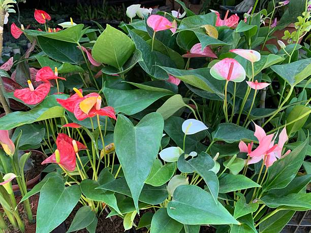 Perennial Anthurium Flower Seeds – Heirloom, Non-GMO, High Germination Seeds for Planting