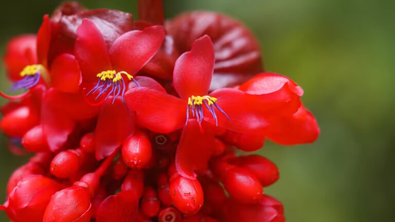 Red Medinilla Magnifica Flower Seeds – Heirloom, Non-GMO, High Germination Seeds