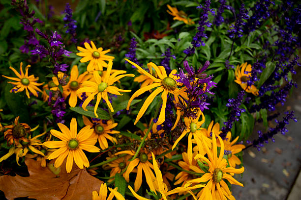 Semillas de flor Dama de Noche Naranja – De herencia, no transgénicas, de alta germinación, semillas orgánicas para jardín