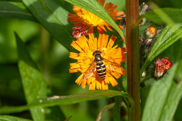 Orange Hieracium Aurantiacum Flower Seeds – Heirloom, Non-GMO Seeds