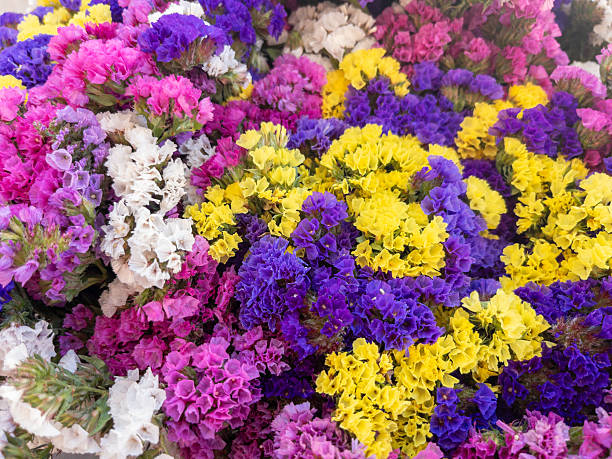 Mixed Statice Flower Seeds – Heirloom, Non-GMO, High Germination Seeds