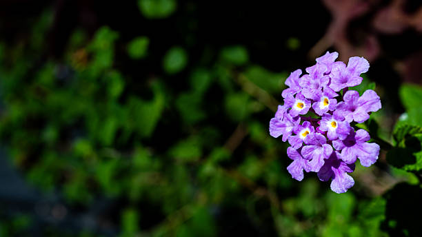Purple Pentas Flower Seeds – Heirloom, Non-GMO, High Germination Seeds