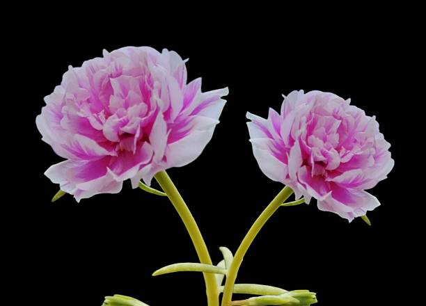 Pink White Peony Flower Seeds – Heirloom, Non-GMO, High Germination Seeds