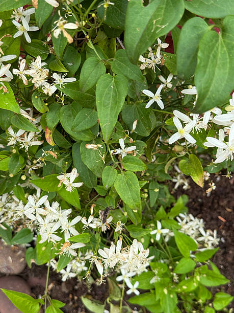 Osmanthus Flower Seeds White Heirloom Non-GMO High Germination Organic Garden Seeds