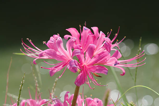 Pink Lycoris Radiata Flower Seeds – Heirloom, Non-GMO, High Germination Seeds