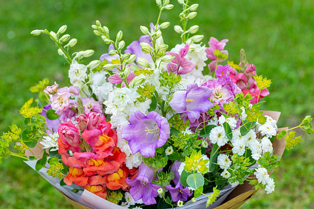 Mixed Campanula Flower Seeds – Heirloom, Non-GMO, High Germination Seeds