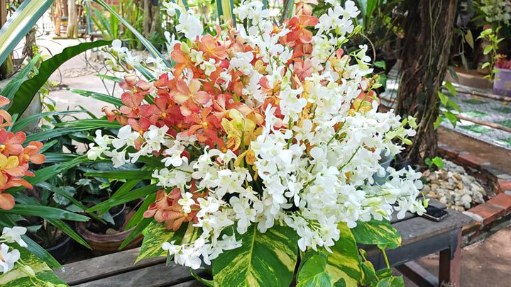 Mixed Lapageria Flower Seeds – Heirloom, Non-GMO, High Germination Seeds