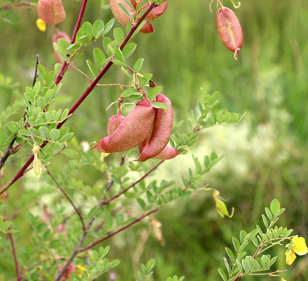 Bladder Senna Bush Plant Seeds for Planting – Heirloom, Non-GMO Organic Garden Seeds for Ornamental &amp; Medicinal Use High