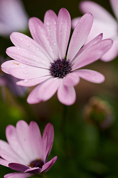 Pale Pink Osteospermum Flower Seeds – Heirloom, Non-GMO, High Germination Seeds