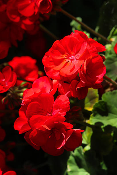 Red Pelargonium Flower Seeds – Heirloom, Non-GMO, High Germination Seeds for Planting