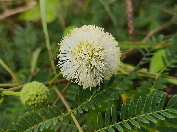 Weiße Mimosen-Blumensamen – Alte Sorte, gentechnikfrei, keimfreudig