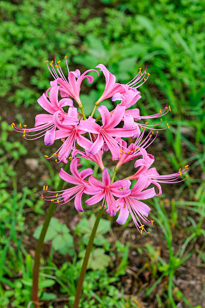 Pink Lycoris Radiata Flower Seeds – Heirloom, Non-GMO, High Germination Seeds