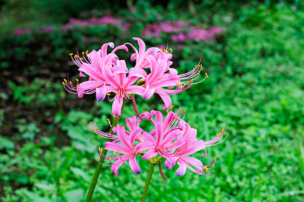 Pink Lycoris Flower Seeds – Heirloom, Non-GMO, High Germination Seeds for Planting