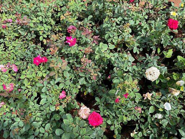 Mixed Perennial Flower Seeds – Heirloom, Non-GMO, High Germination Seeds