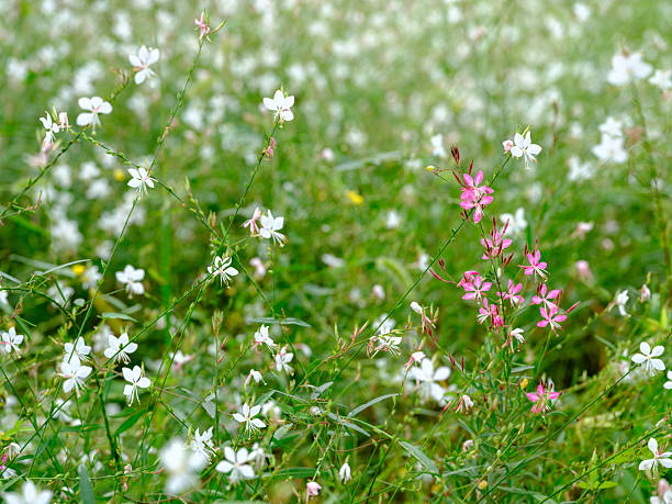 Mixed Gaura Lindheimeri Flower Seeds – Heirloom, Non-GMO, High Germination Seeds