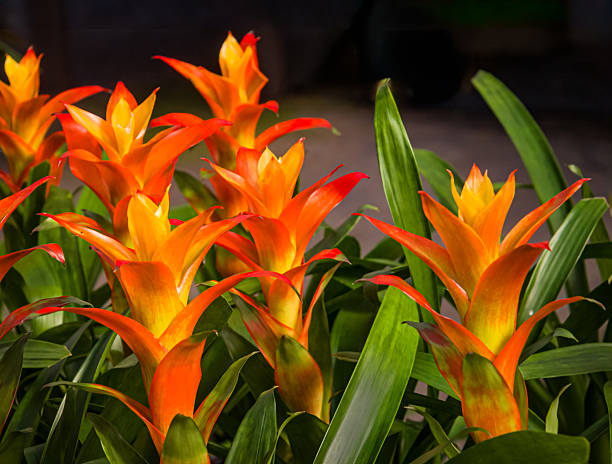 Orange Bromeliad Flower Seeds – Heirloom, Non-GMO, High Germination Seeds
