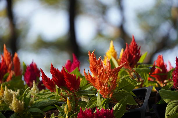 Mixed Celosia Argentea Flower Seeds – Heirloom, Non-GMO, High Germination Seeds