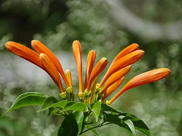 Orange Pyrostegia Flower Seeds – Heirloom, Non-GMO, High Germination Seeds for Planting