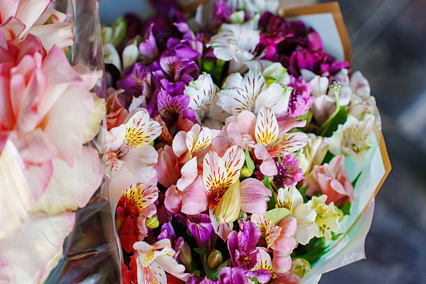 Mixed Alstroemeria Flower Seeds – Heirloom, Non-GMO, High Germination Seeds