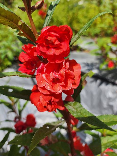 Perennial Balsam Flower Seeds Red – Heirloom, Non-GMO, High Germination Seeds