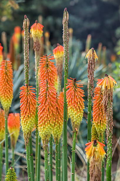 Orange Kniphofia Uvaria Flower Seeds – Heirloom, Non-GMO, High Germination Seeds