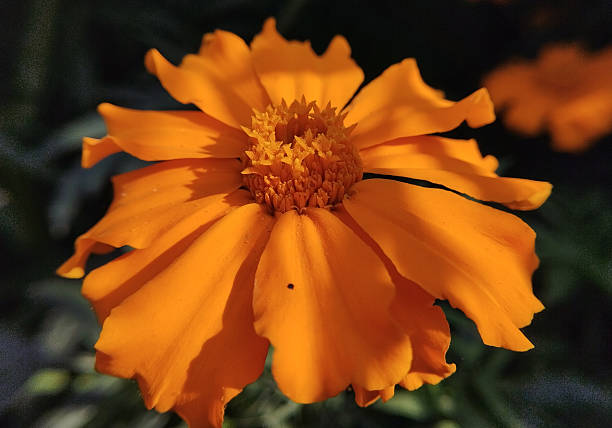 Perennial Cosmos Flower Seeds Orange – Heirloom, Non-GMO, High Germination Seeds