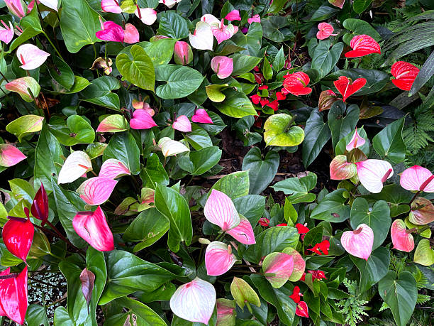 Perennial Anthurium Flower Seeds – Heirloom, Non-GMO, High Germination Seeds for Planting