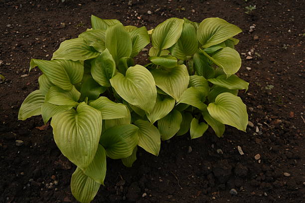 Sieboldiana Plant Seeds – Heirloom, Non-GMO Seeds for Planting with High Germination – Elegant Ground Cover