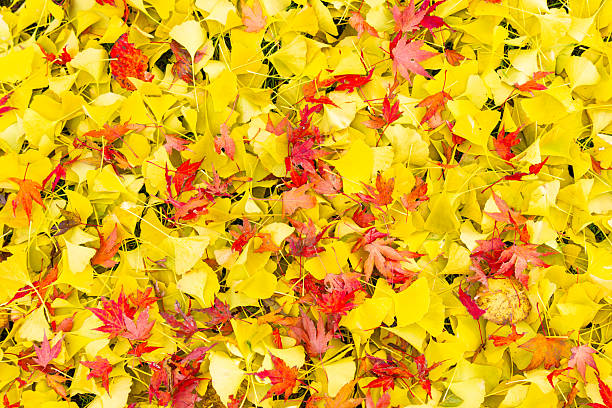 Mix Ginkgo Plant Seeds – Unique Tree for Your Garden -Heirloom &amp; Non-GMO Seeds for planting | High Germination Organic Garden Seeds Seeds for Planting Heirloom Non-GMO