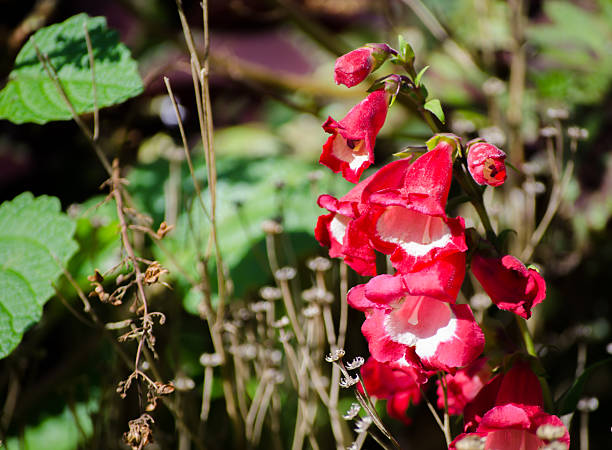 Red White Penstemon Flower Seeds – Heirloom, Non-GMO, High Germination Seeds