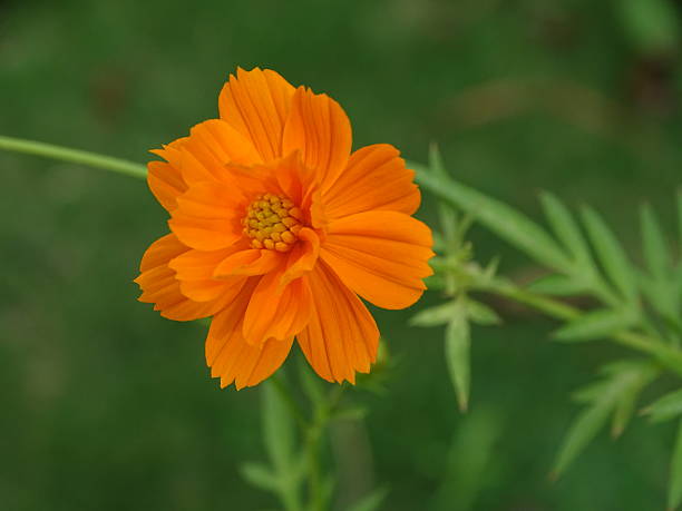 Perennial Cosmos Flower Seeds Orange – Heirloom, Non-GMO, High Germination Seeds