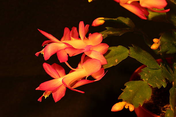 Semillas de flores de Schlumbergera naranja para plantar – Semillas de jardín orgánicas, herencia, sin OGM, alta germinación