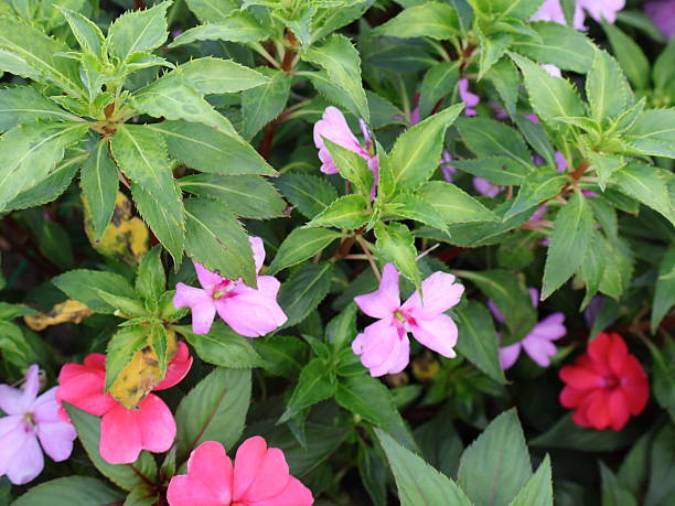 Mixed Balsam Flower Seeds – Heirloom, Non-GMO, High Germination Seeds