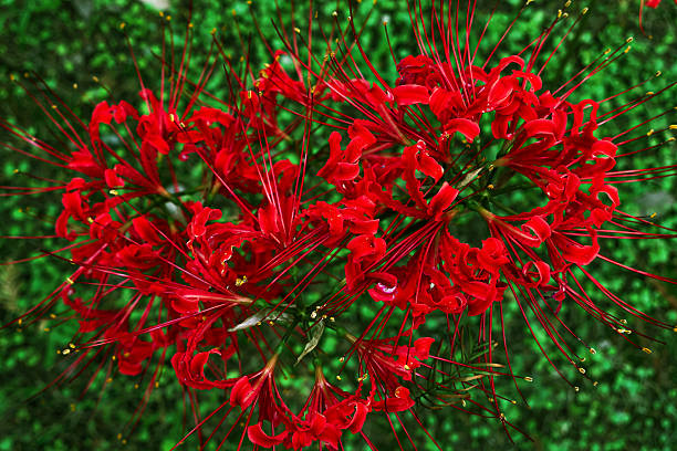 Red Lycoris Flowers Seeds – Heirloom, Non-GMO, High Germination Seeds