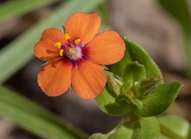 Orange Pimpernel Flower Seeds – Heirloom, Non-GMO, High Germination Seeds