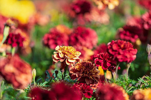 Marigold Flower Seeds Red – Heirloom, Non-GMO, High Germination Seeds for Planting