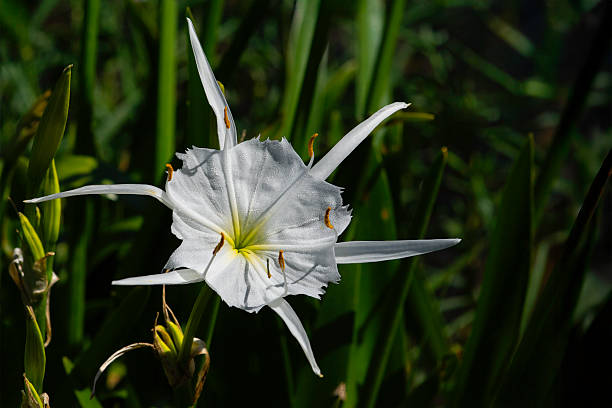 Perennial Amaryllis Flower Seeds – Heirloom, Non-GMO, High Germination Seeds