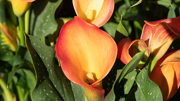 Orange Calla Lilly Flower Seeds – Heirloom, Non-GMO, High Germination Seeds