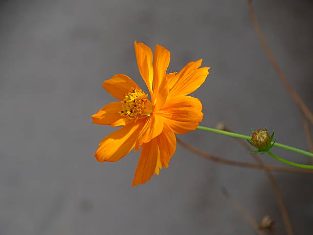 Semillas de Cosmos Naranja – Variedad Antigua, No OGM, Semillas Orgánicas de Alta Germinación para Siembra en Jardín