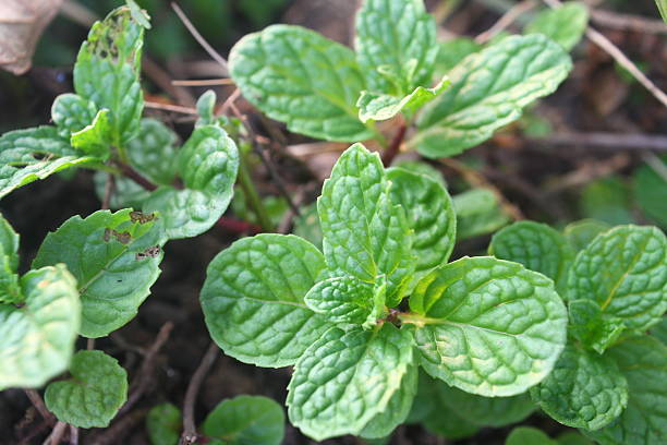 Green Mentha Spicata (Spearmint) Herb Plant Seeds for Garden and Flavor – Heirloom, Non-GMO, High Germination Seeds