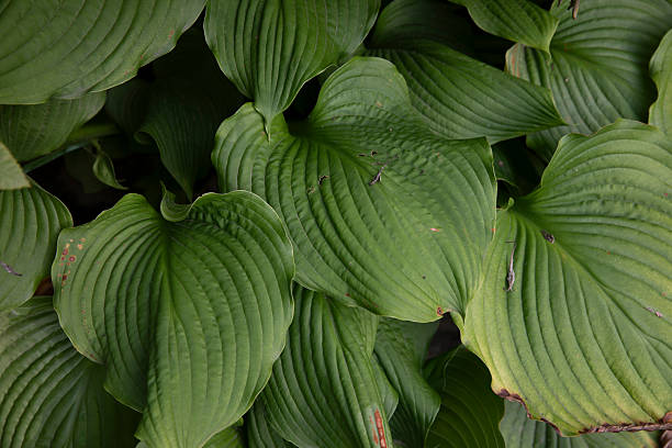 Sieboldiana Plant Seeds – Heirloom, Non-GMO Seeds for Planting with High Germination – Elegant Ground Cover