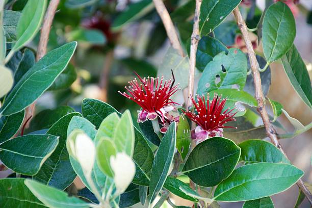 Red Myrtle Flower Seeds – Heirloom, Non-GMO, High Germination Seeds